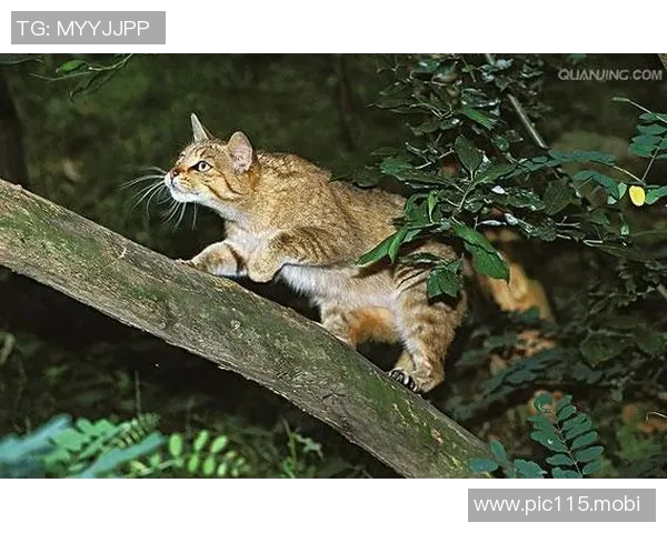 野猫vs子弹前瞻：杜克复出助阵野猫，11连败子弹难爆冷